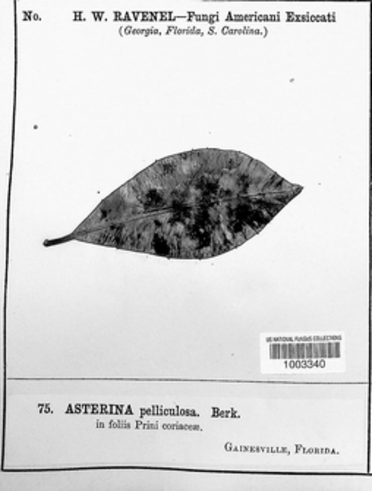 Asterina pelliculosa image